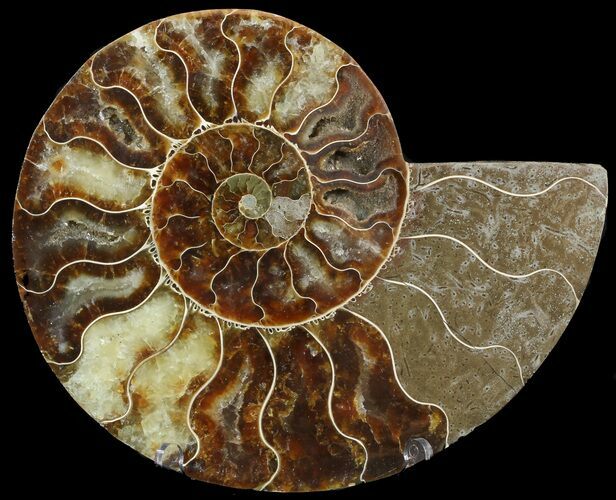 Cut Ammonite Fossil (Half) - Agatized #47703